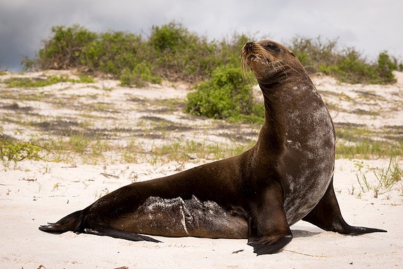 Galapagos (4 of 43)