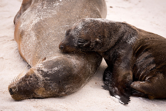 Galapagos (5 of 43)