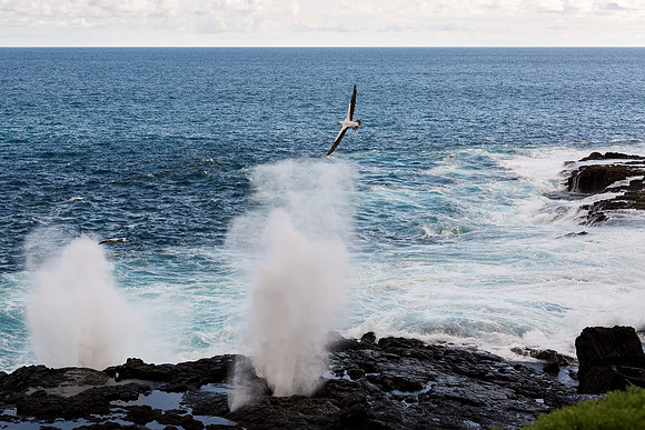Galapagos (8 of 43)