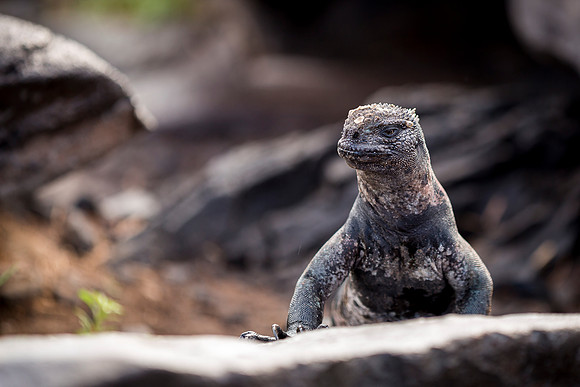 Galapagos (9 of 43)
