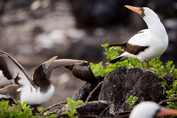 Galapagos (10 of 43)