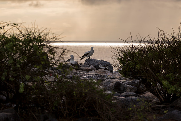 Galapagos (13 of 43)