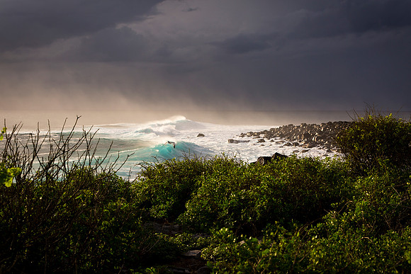 Galapagos (15 of 43)