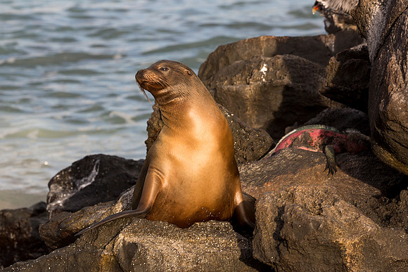 Galapagos (18 of 43)