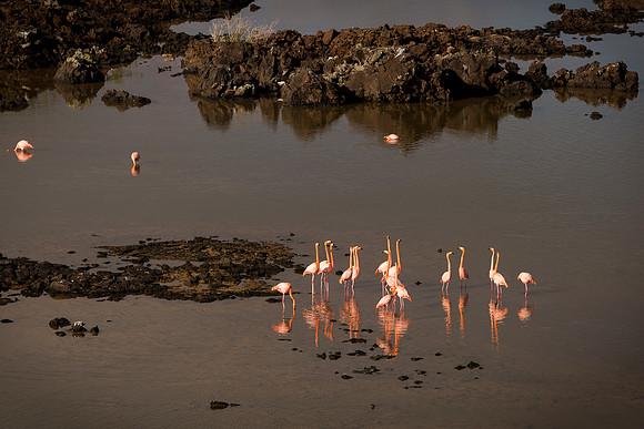 Galapagos (20 of 43)